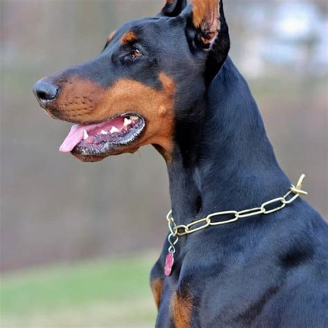 doberman kennels in florida|got my back dobermans florida.